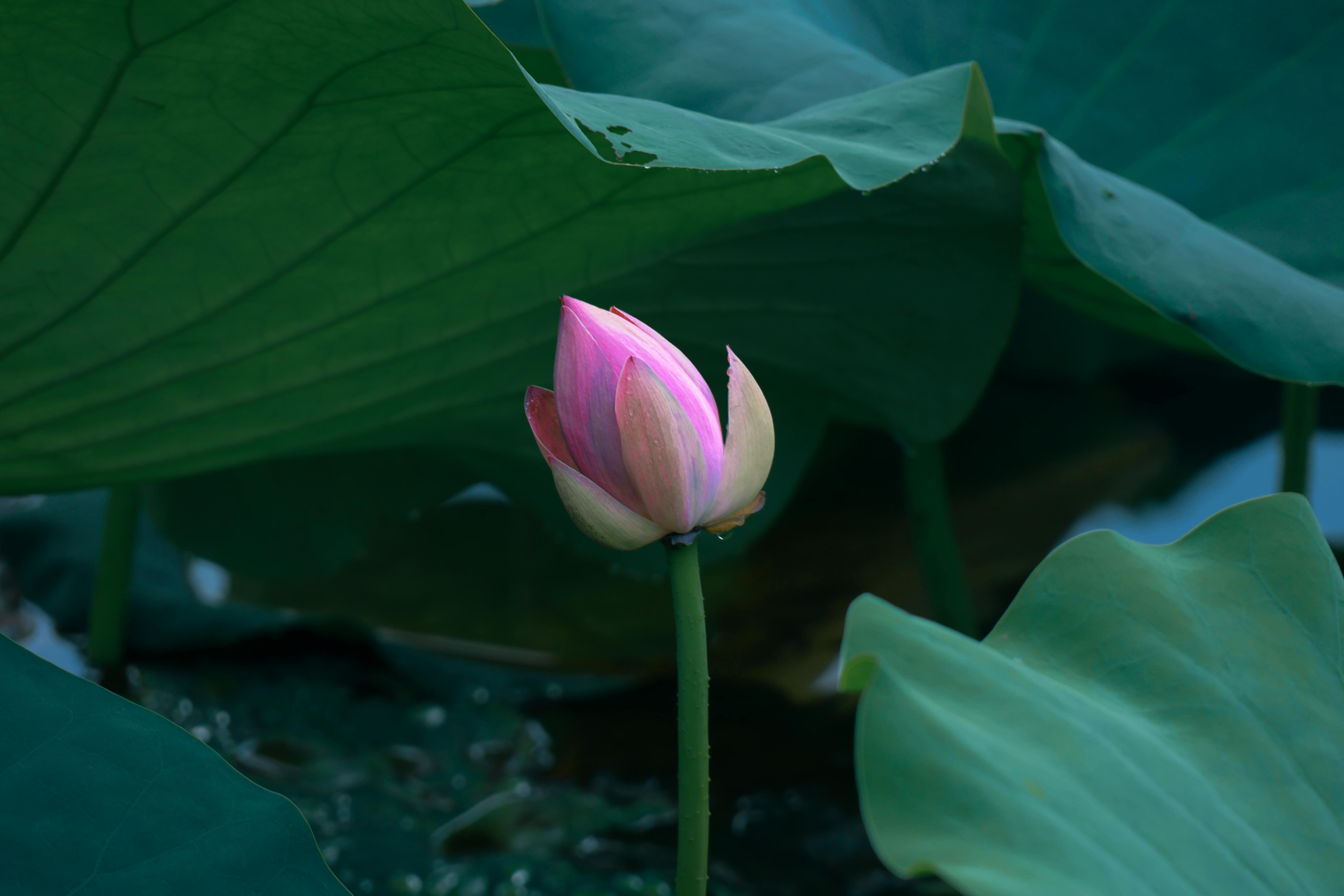 Beautiful pink lotus bud surrounded by lush green leaves, embodying natural serenity.
